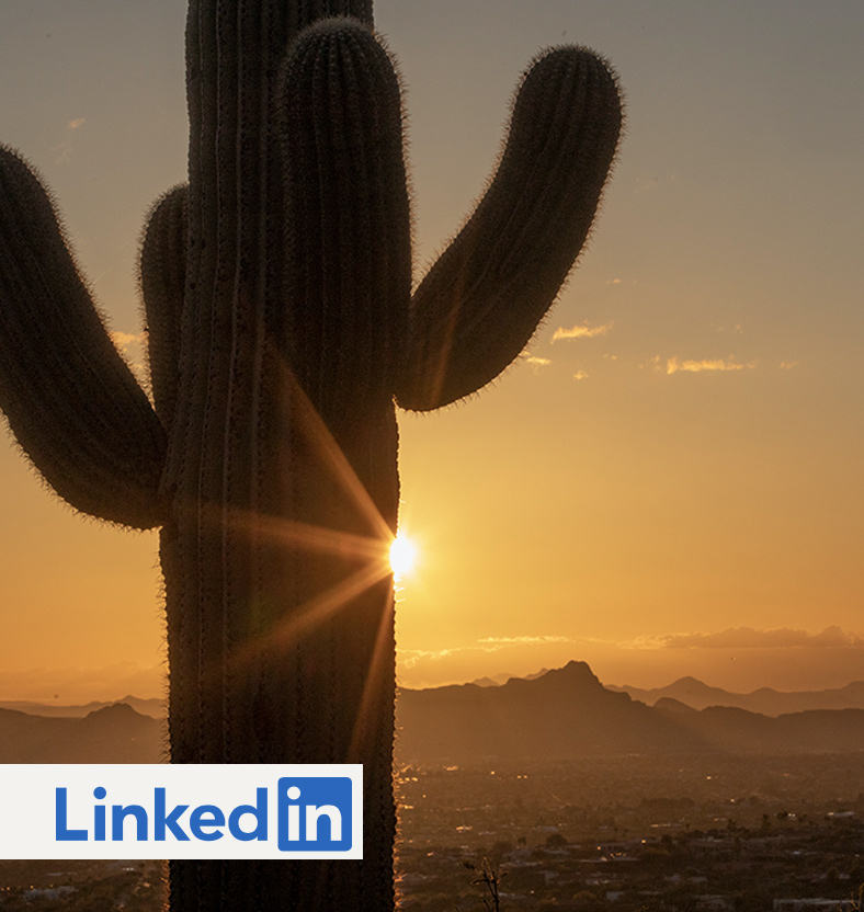Image of cactus at sunset